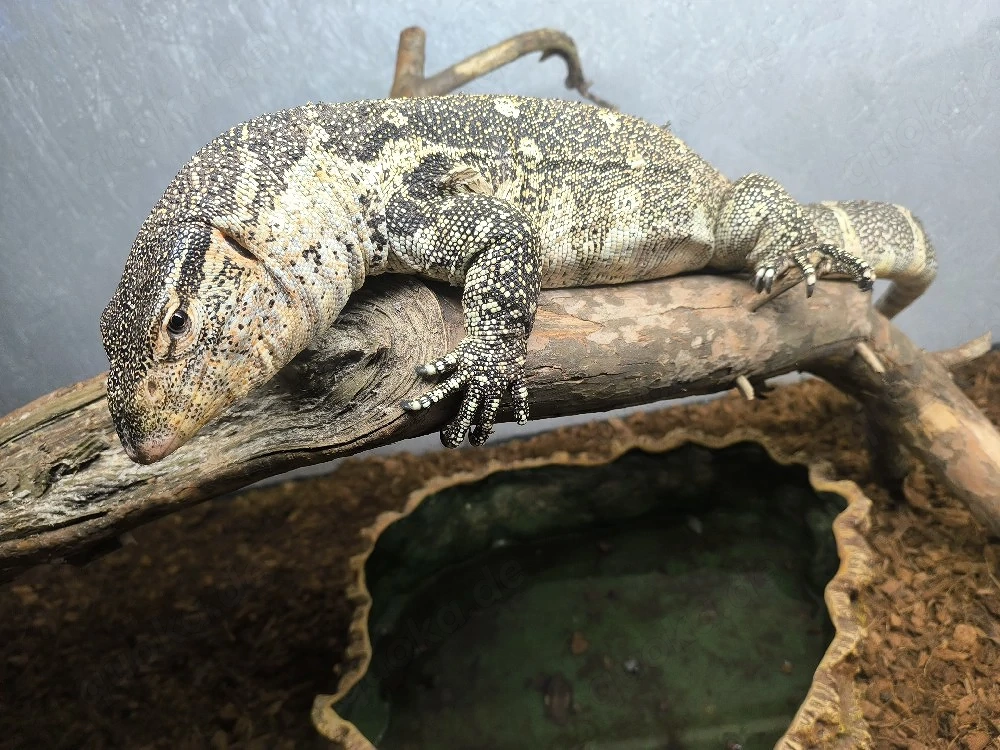 Varanus ornatus, 0.1 Nilwaran