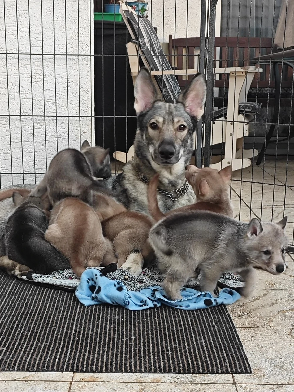 Marxdorfer Wolfshunde Abgabebereit 