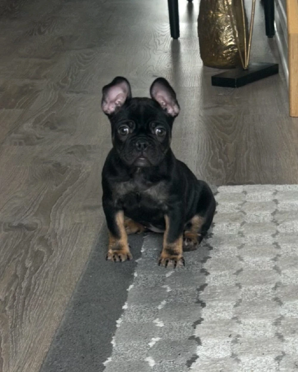 Süße kleine französische Bulldoggen Welpen für neue Häuser verfügbar.