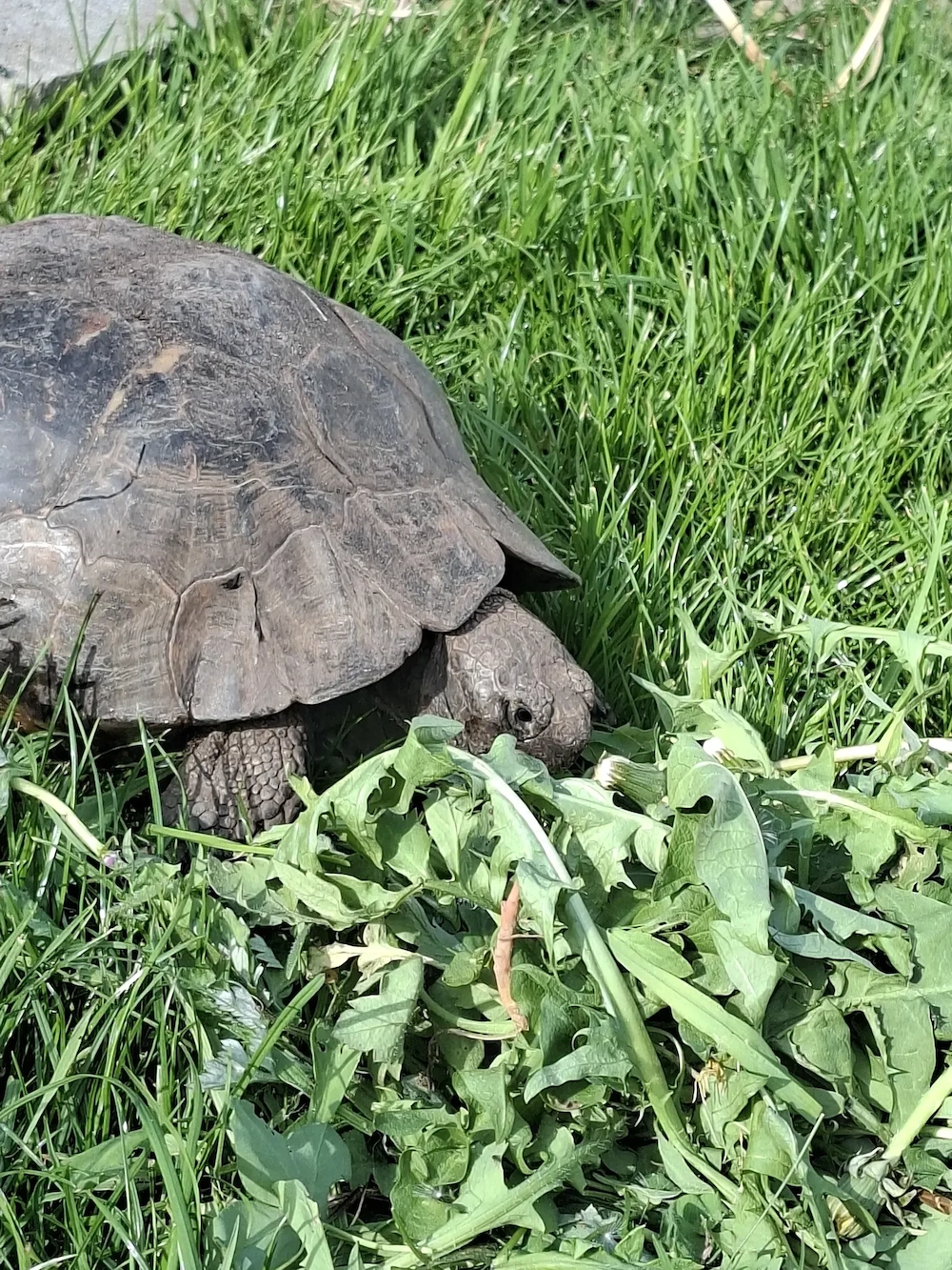 Aufnahme von Landschildkröten 