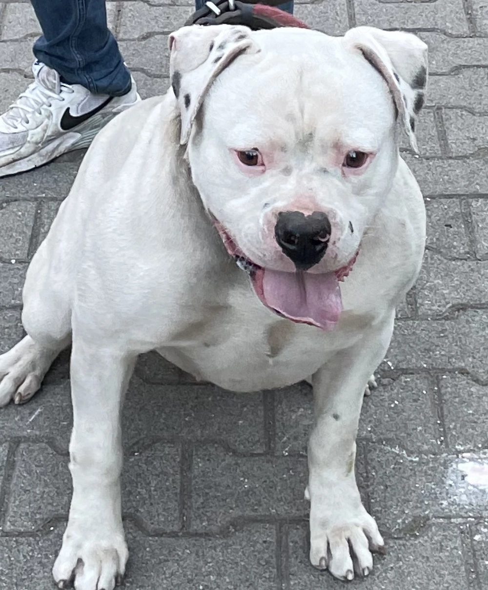 Bulldog XL