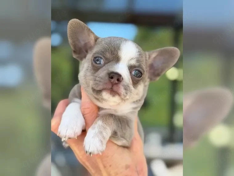 Charmante Chihuahua-Welpen   liebevoll aufgezogen