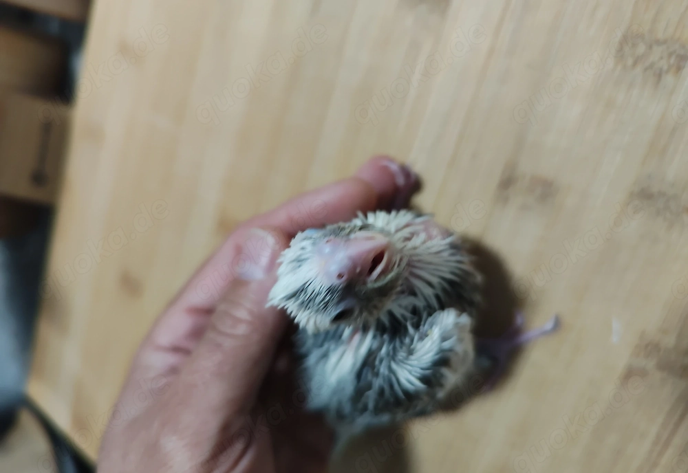 Nymphensittich Handaufzucht 