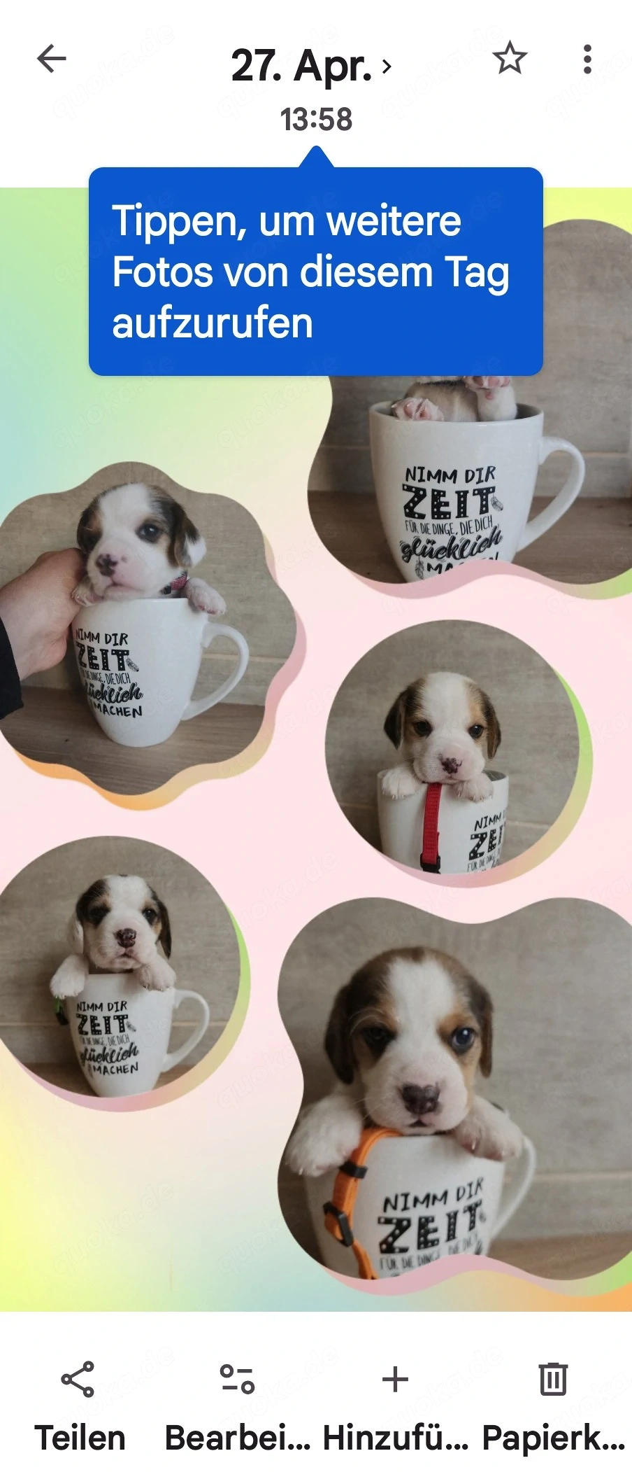 Beagle Welpen 