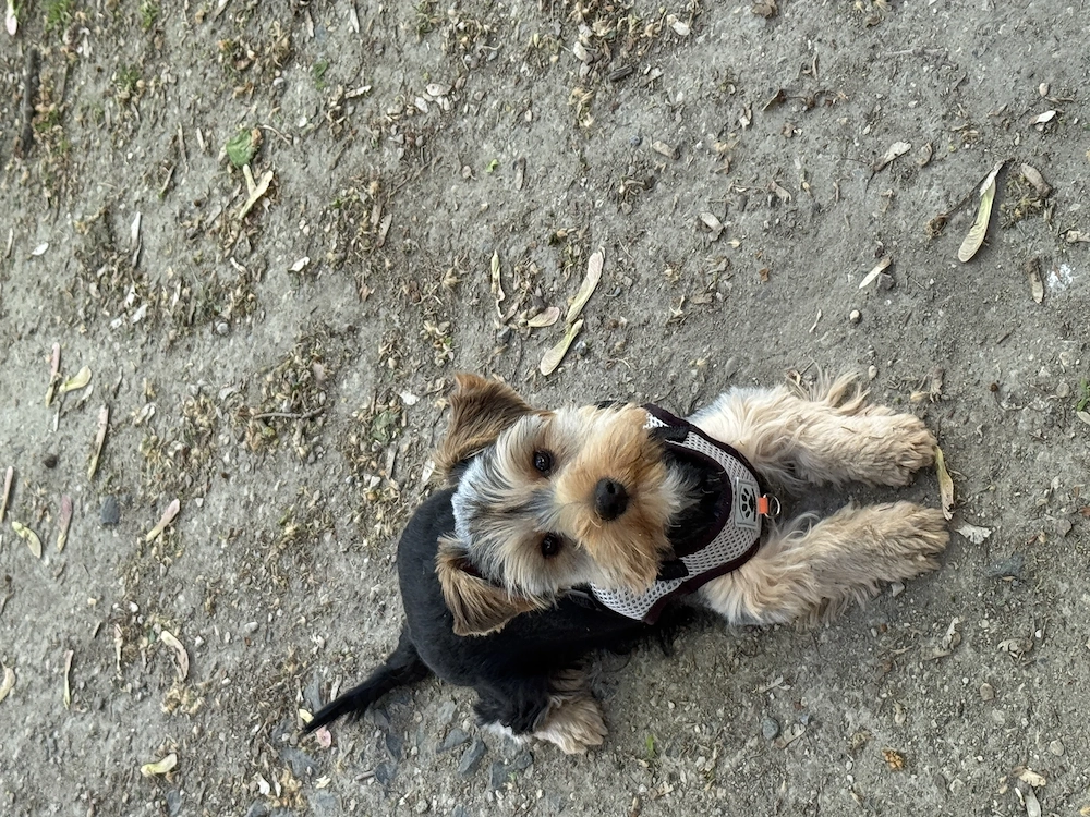 Yorkshire Terrier Welpe   5 monat sucht liebevolles Zuhause