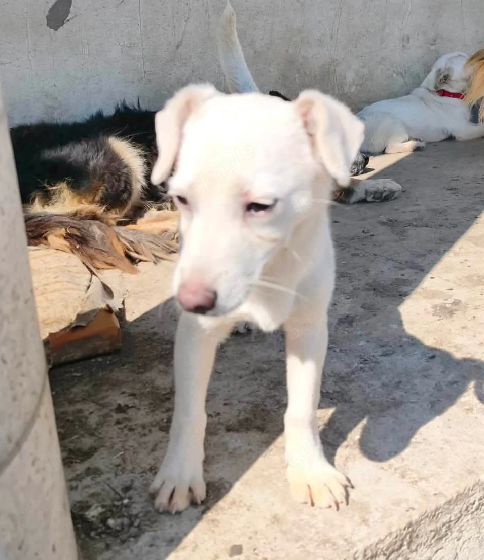 Die kleine Nela sucht ein liebevolles Zuhause für immer
