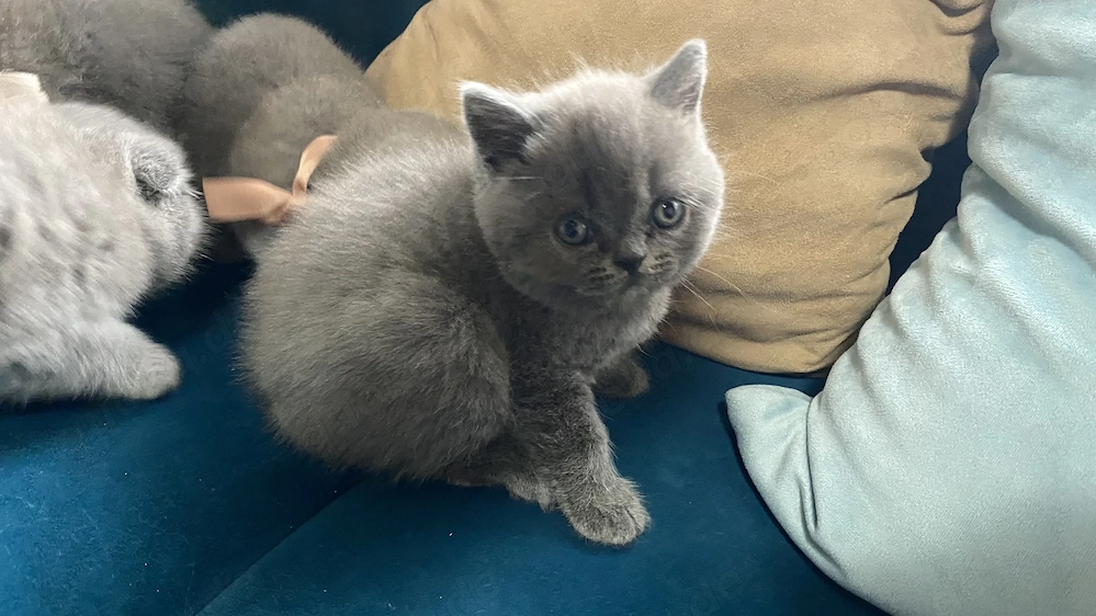 Britisch Kurzhaar Kitten suchen liebevolles Zuhause