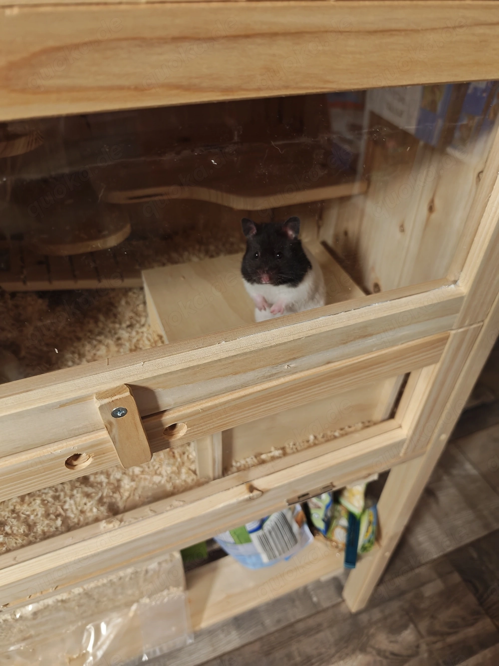 Hamster Goldhamster Pandahamster 