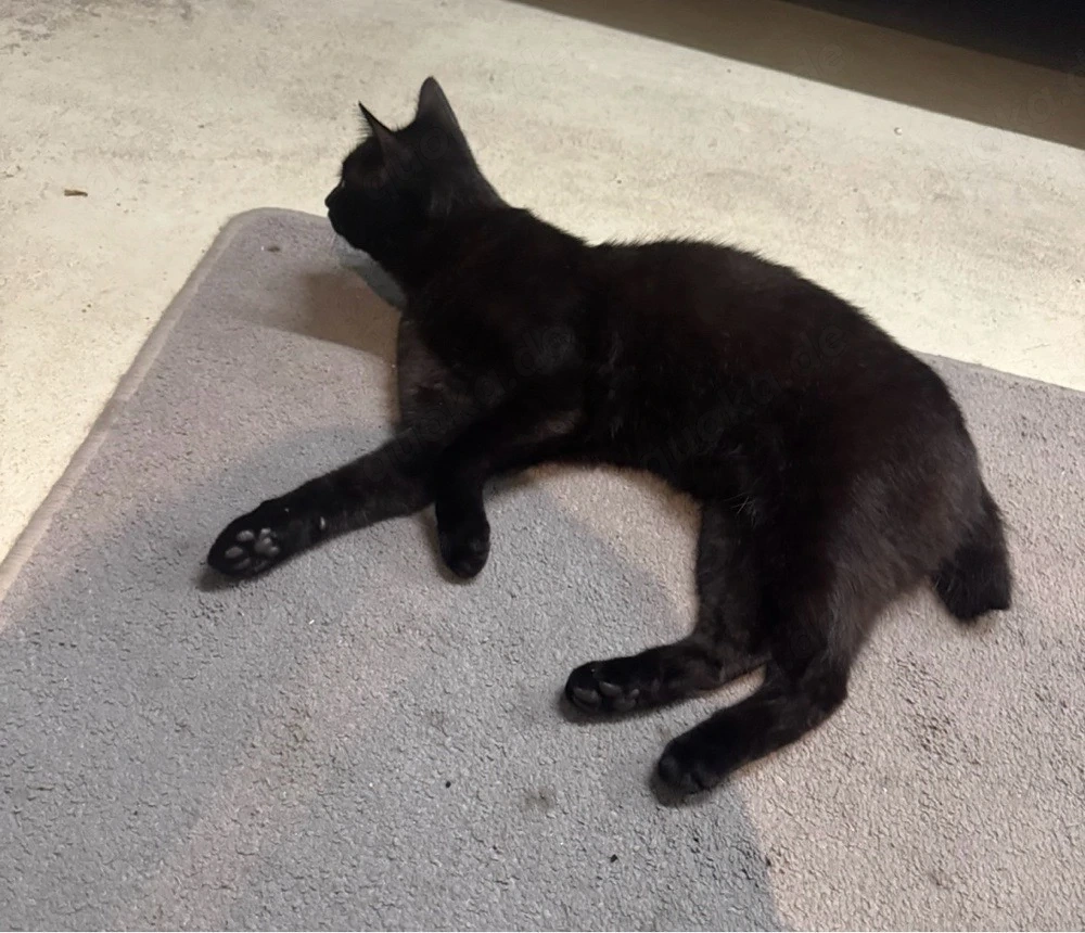 Kater Mario vermisst - Stummelschwänzchen