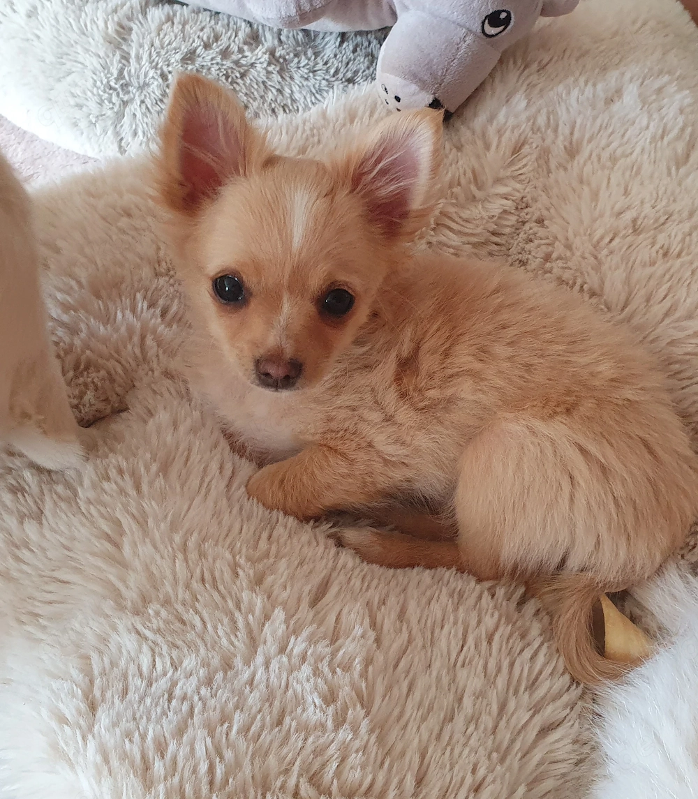 Pomchi Chihuahua Welpen