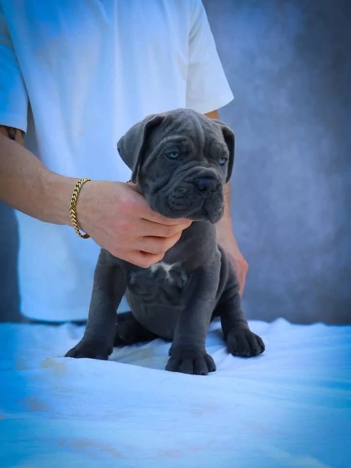 Cane Corso Welpe abzugeben