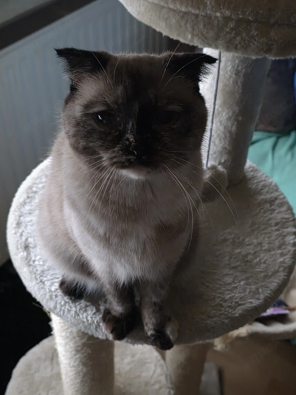 Weibliche Katze in liebe vollen Hände abzugeben 