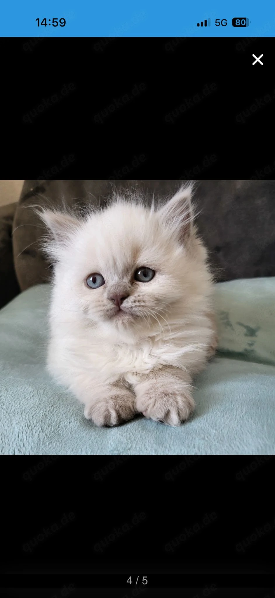 Bezaubernden reinrassige Blh Kitten 