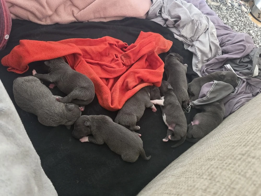 American  stafford shire mix mit American  Bully welpen zu verkaufen