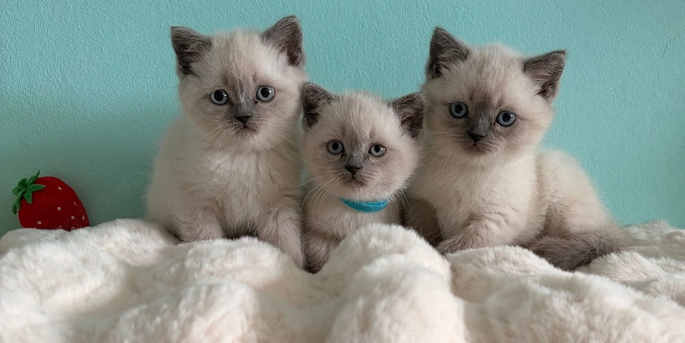 Sehr hübsche Britisch Kurzhaar - Happy Colour Point Kitten mit blauen Augen