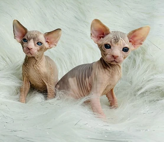 Sphynx-Kätzchen, 2 Rüden, 2 Hündinnen, verfügbar 
