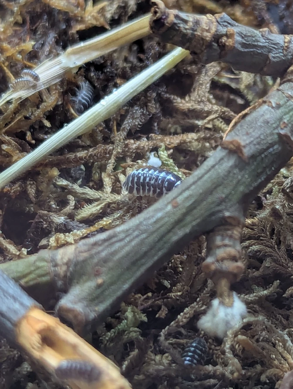 Zebra-Asseln
