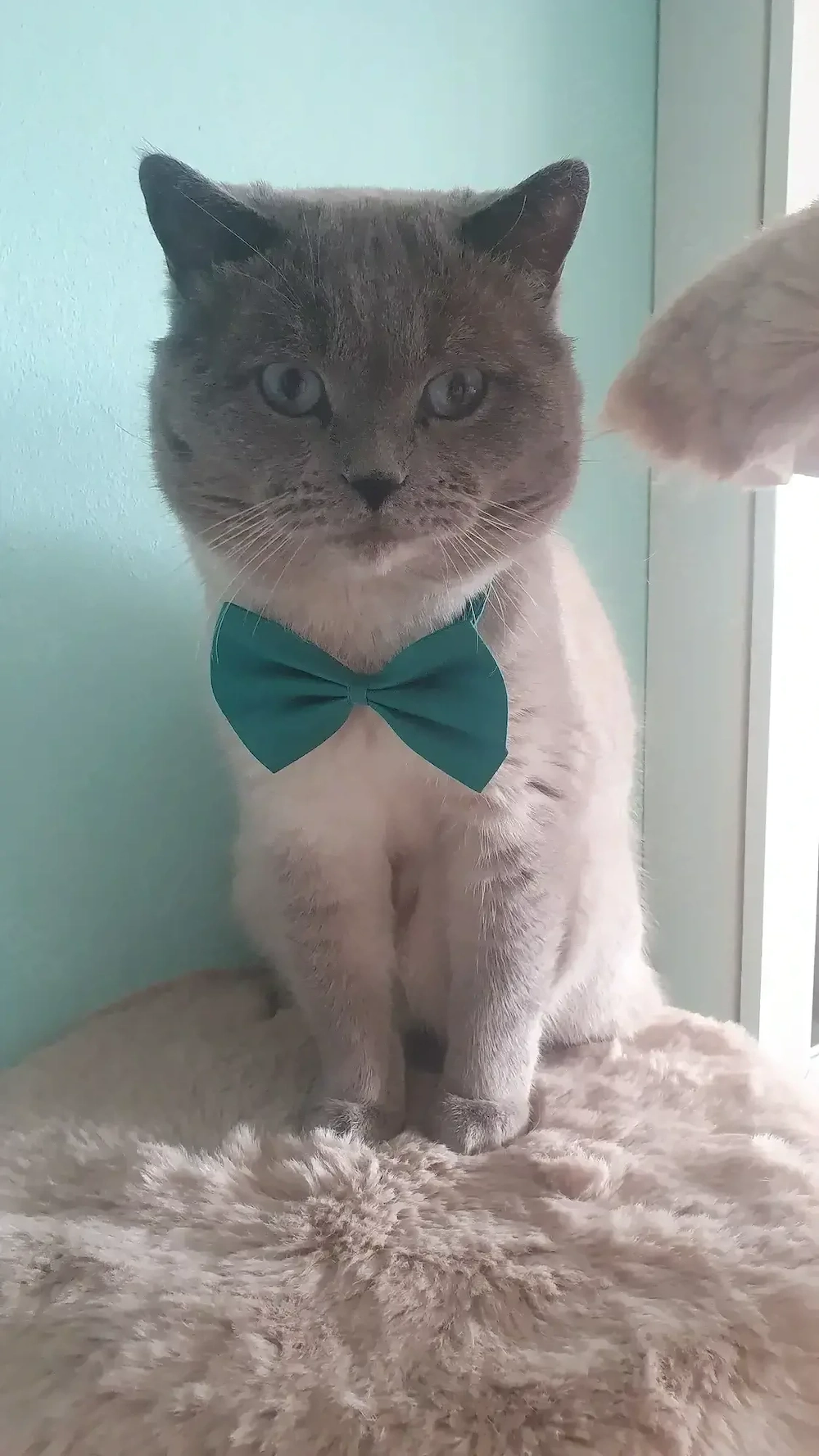 Deckkater Simba wartet auf seine Prinzessin