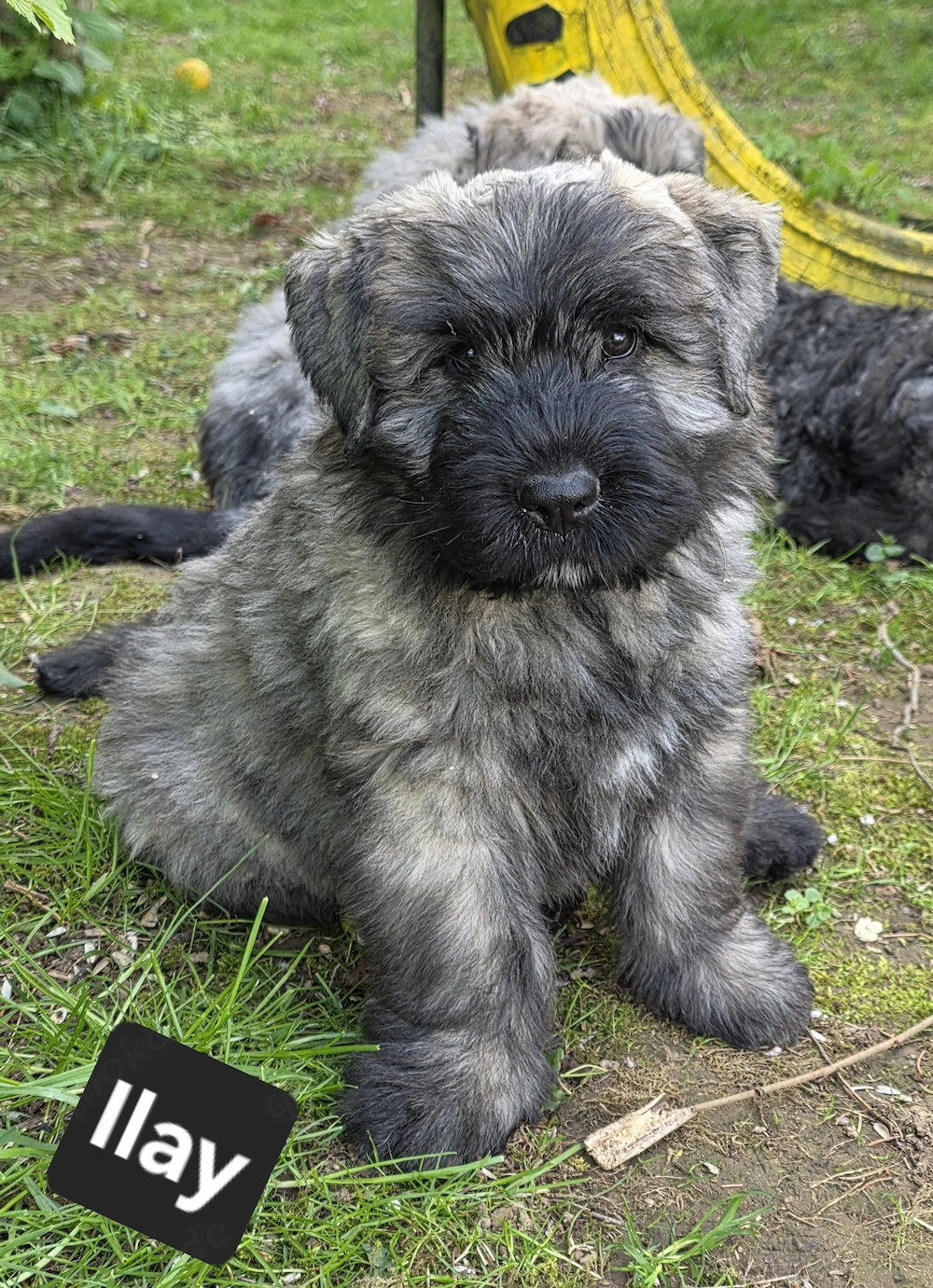 Bouvier des Flandres Welpen abzugeben. 
