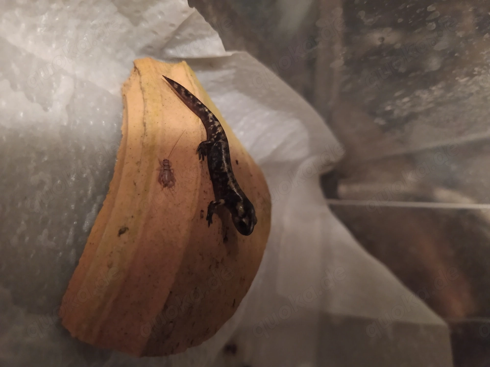 Feuersalamander kleine Landgänger NZ 02 2026