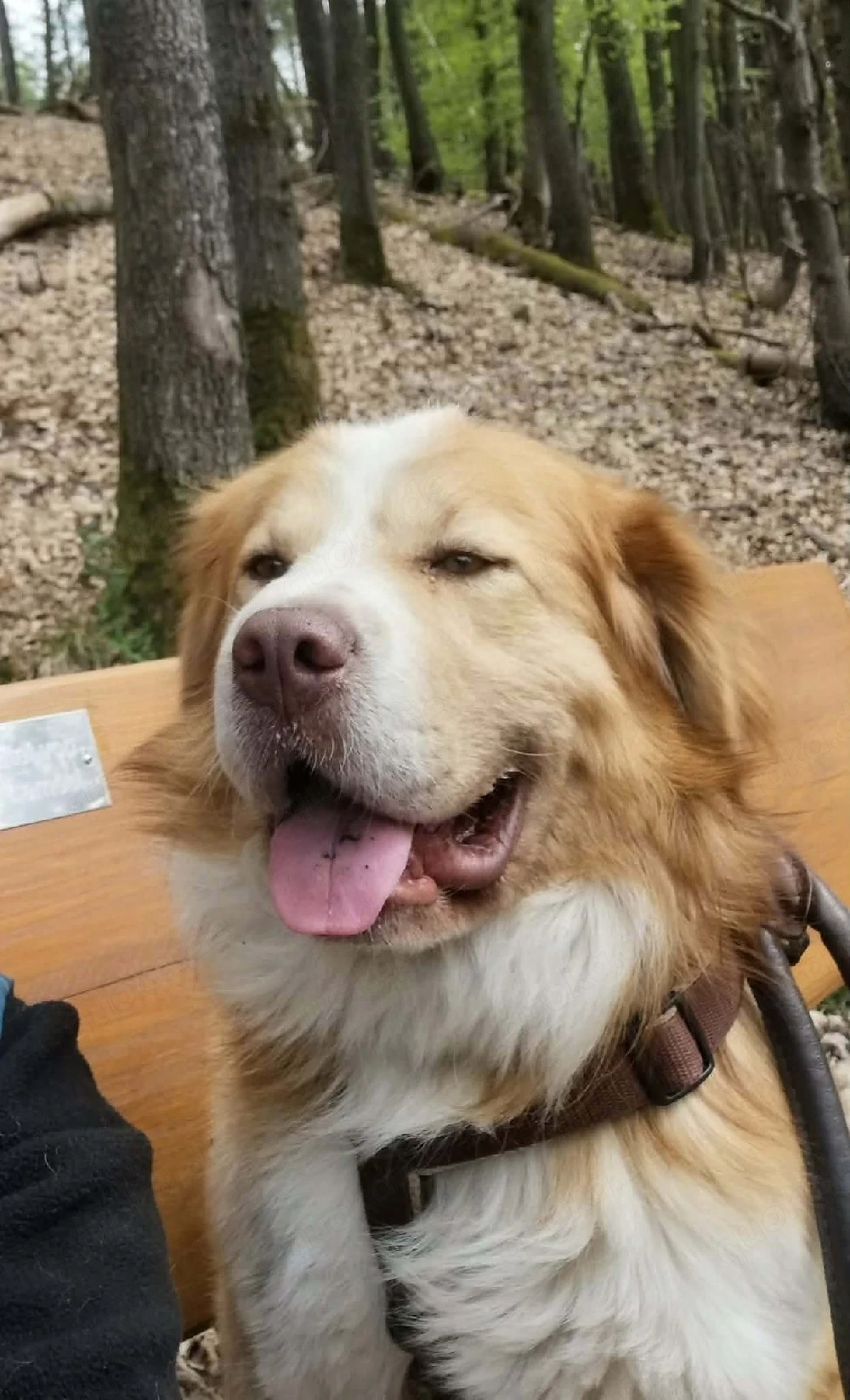 Charmanter Lenny 