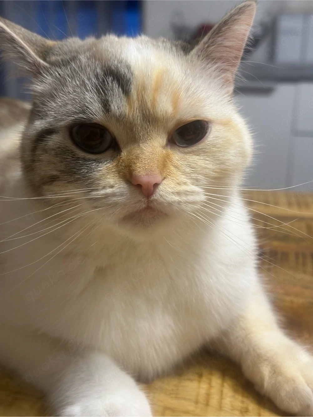 Suchen einen Deckkater nähe Freiburg