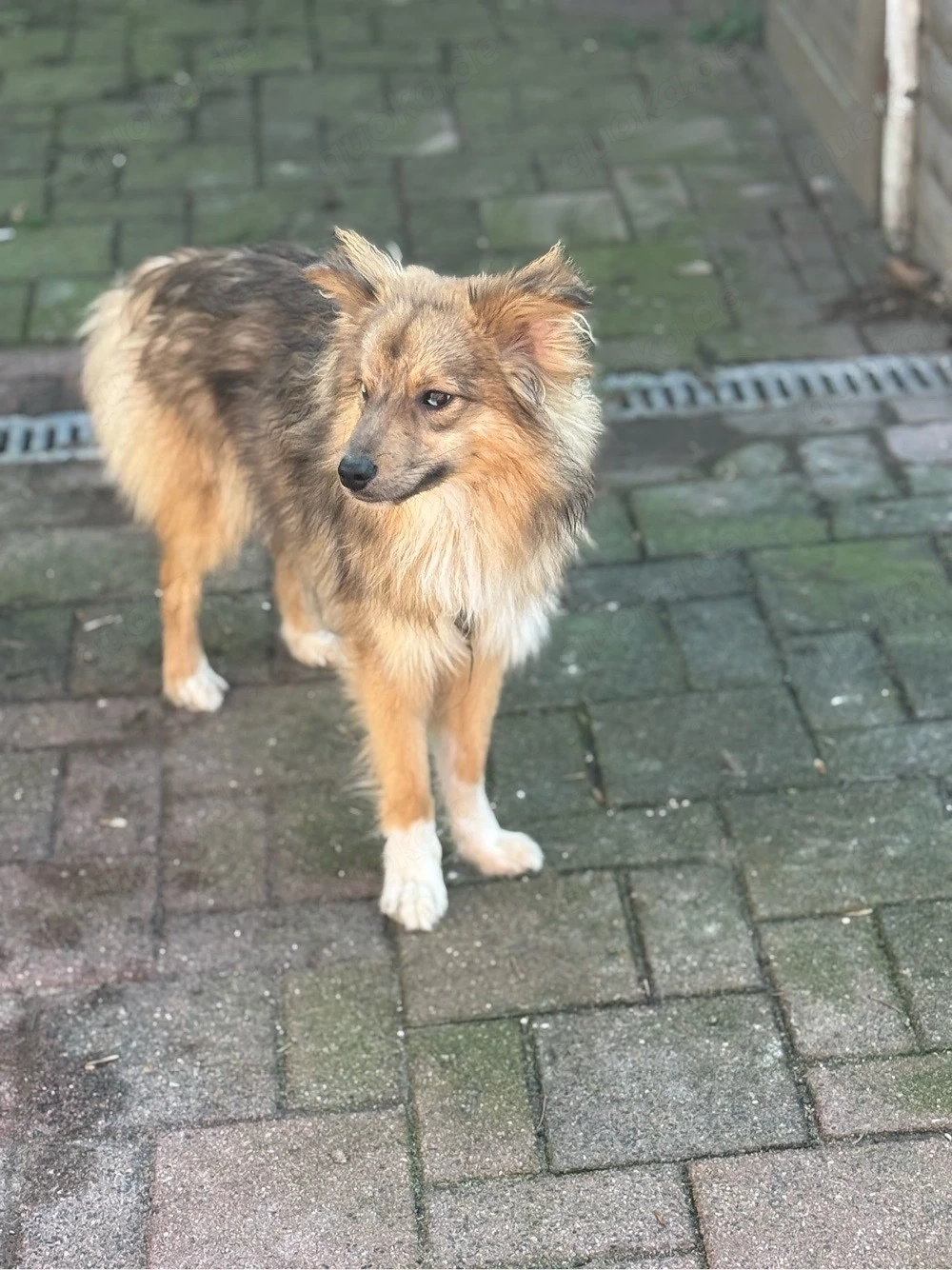 Schweren Herzens suchen wir für unseren 1-jährigen Mini Australian Shepherd   Wolfspitz Mix ein neue