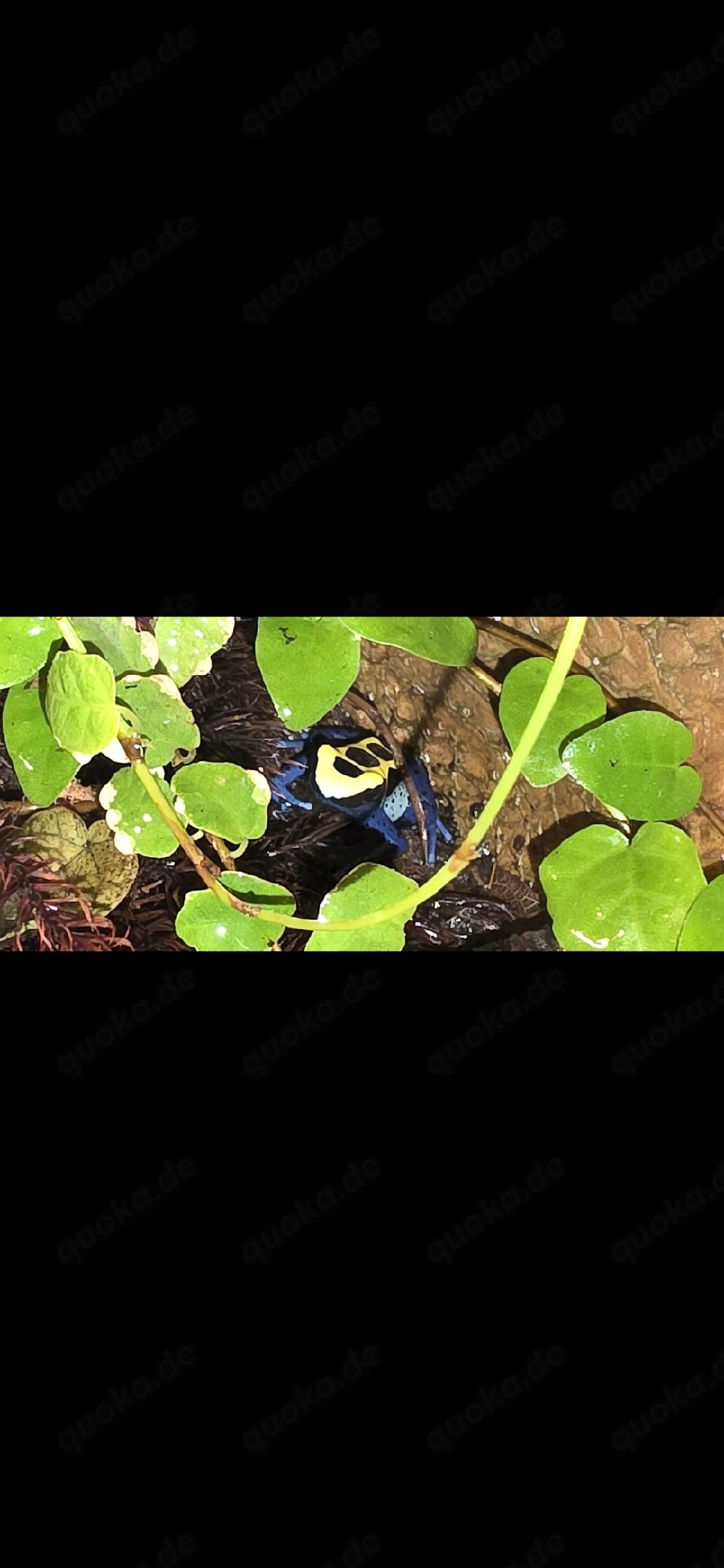 Dentrobates tinctorius nominat inkl.Terrarium