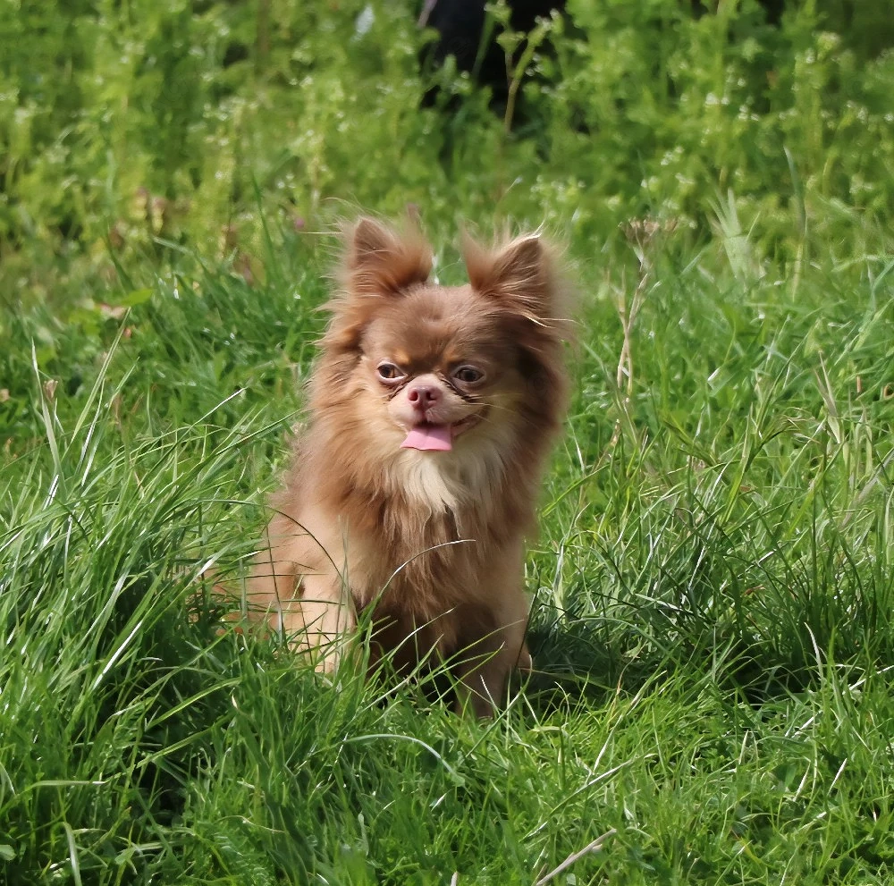 bildschöner Chihuahua DECKRÜDE