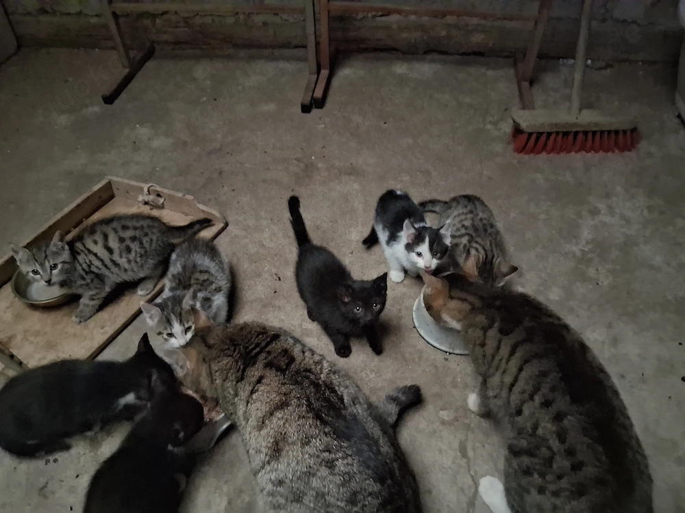 Süße freche Katzen 