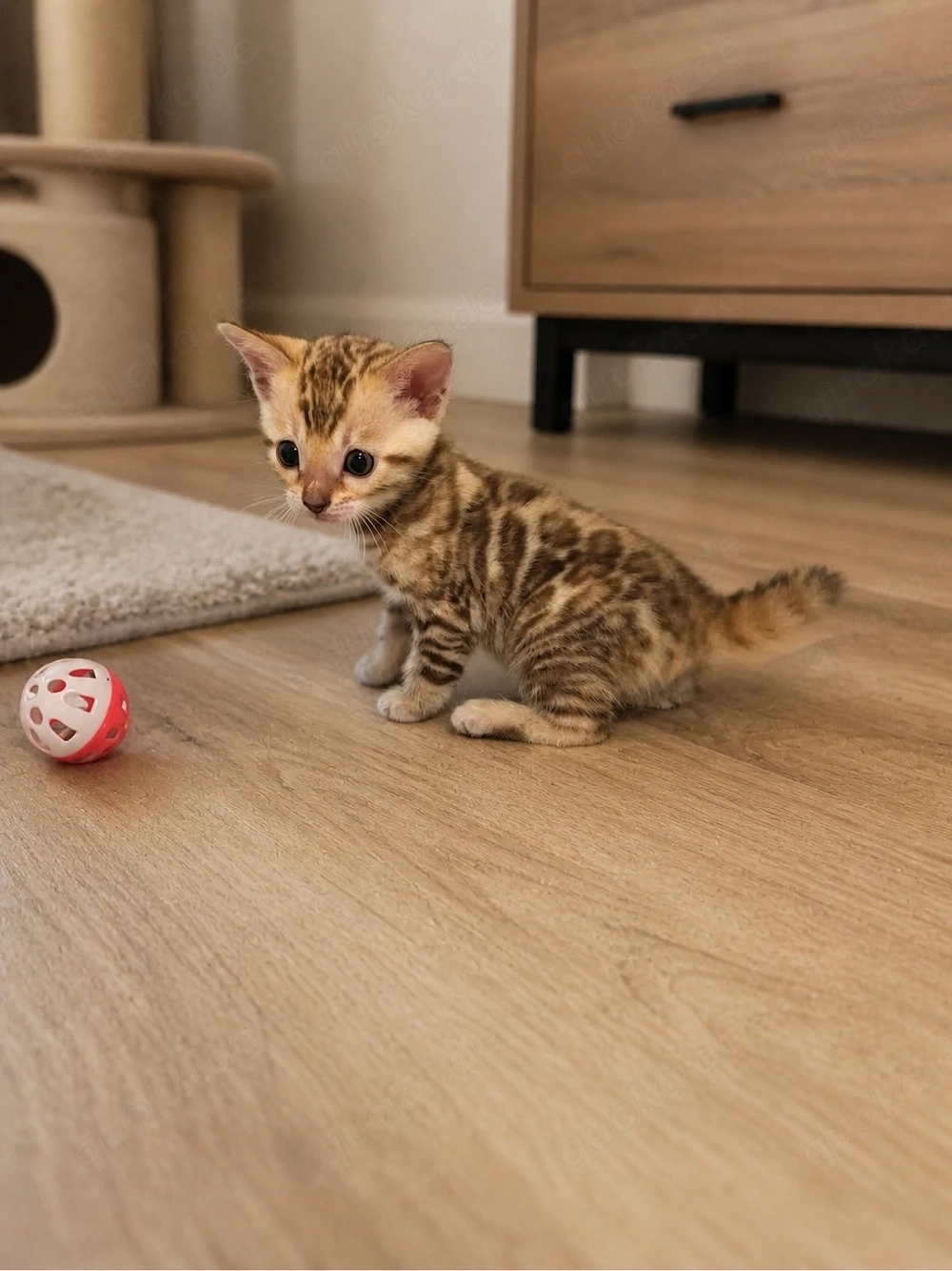 Reinrassige Bengalkitten