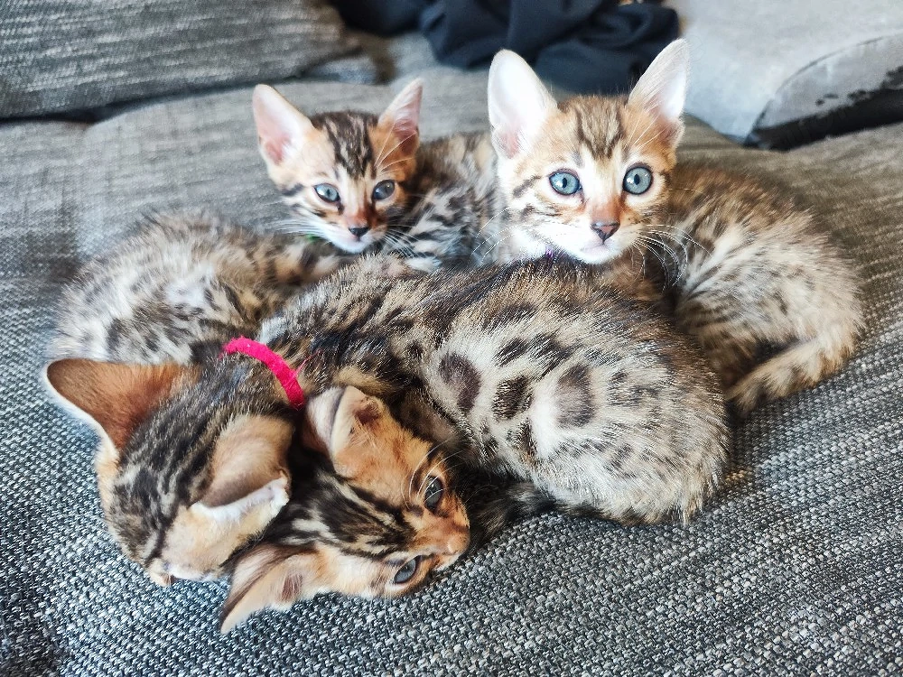 Bengalkitten 