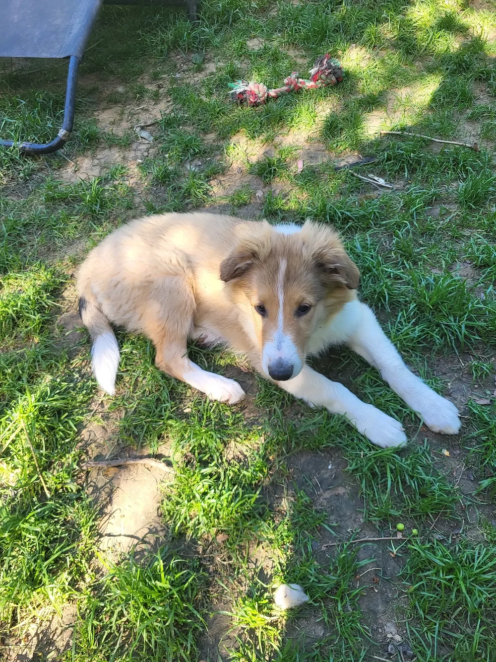 Collies amerikanisch