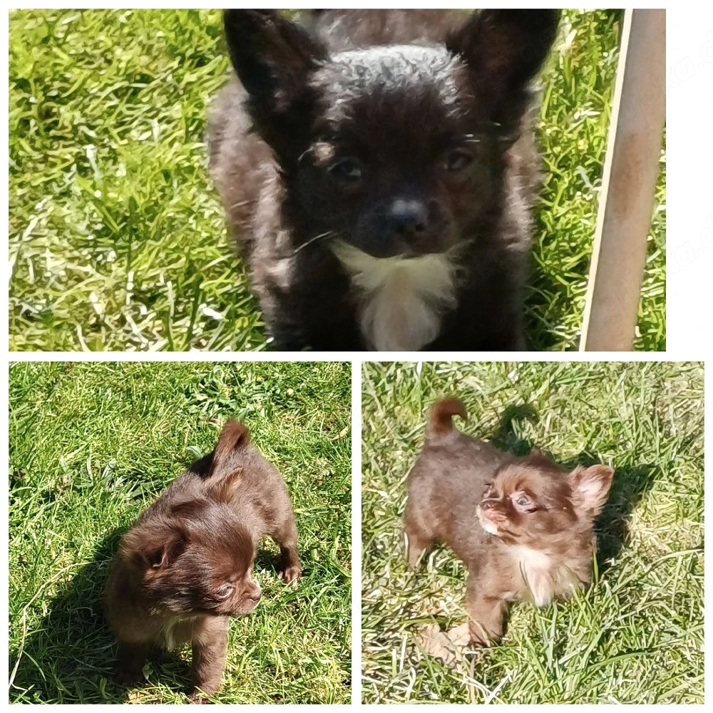 langhaar chihuahua Hündin 