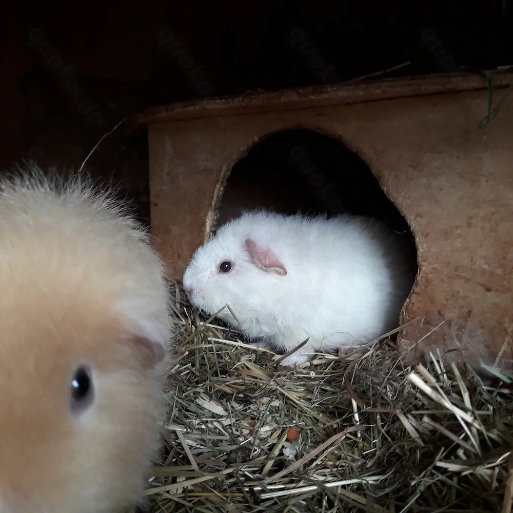 Zutrauliche Meerschweinchen unterschiedlichen Alters...