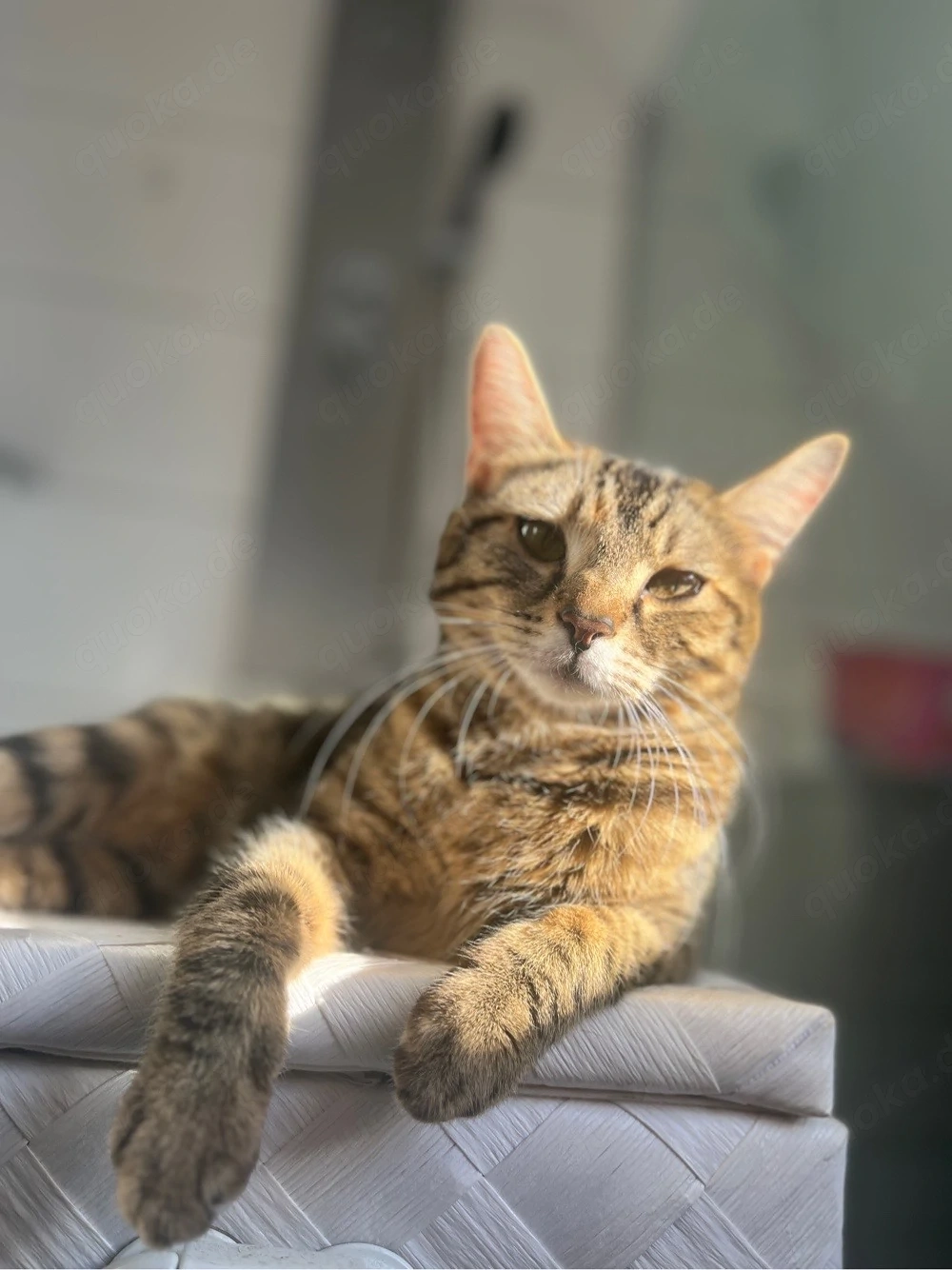 Liebevolles Zuhause für 3 Katzen gesucht    