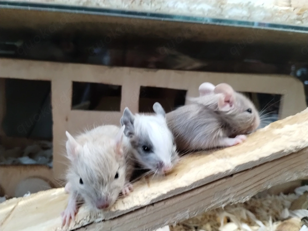 Super süßer Degu Nachwuchs:fast alle Farben:Schoko-Schecken,Lilac,Creme suchen demnächst Heugeber!