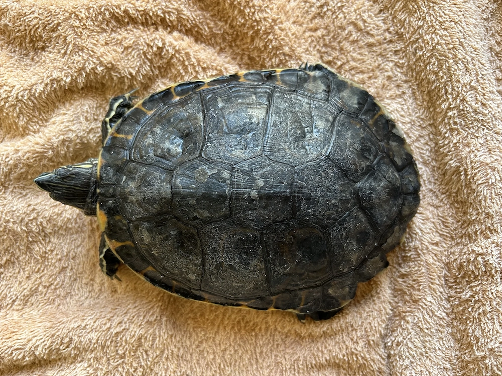Nicaragua-Schmuckschildkröte Männlich