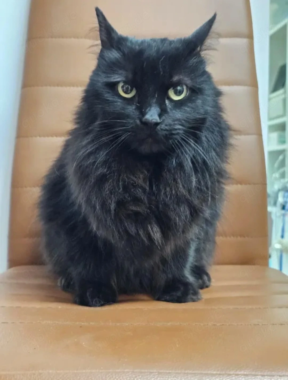 Princess Schwarzes Flauschi sucht harmonisches Zuhause