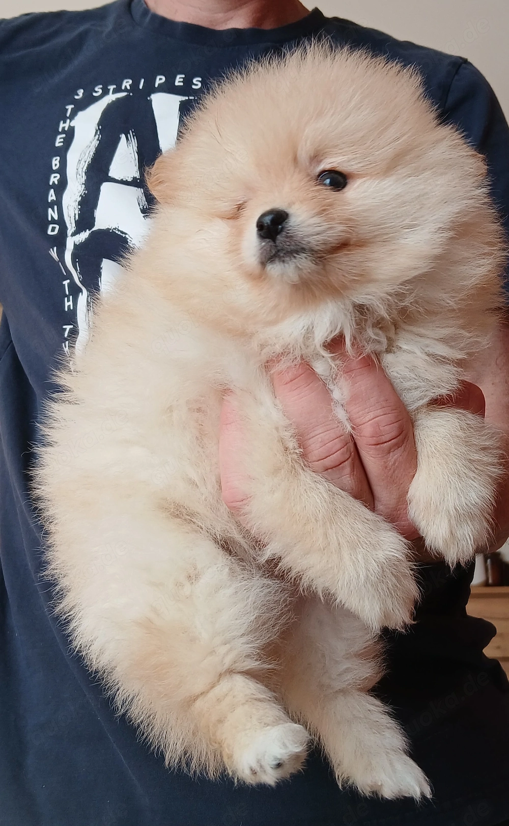 Pomeranian 