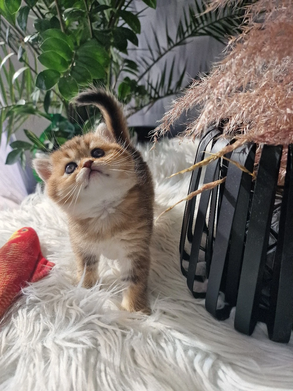 Bkh Kitten 