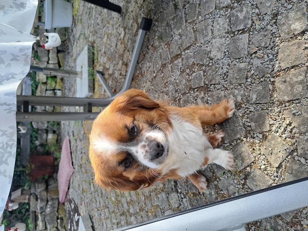 Maxi, kleiner Pekinesen Mix, sucht sein Zuhause 