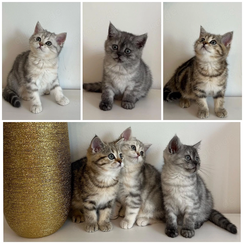 Britisch Kurzhaar Kitten abzugeben 