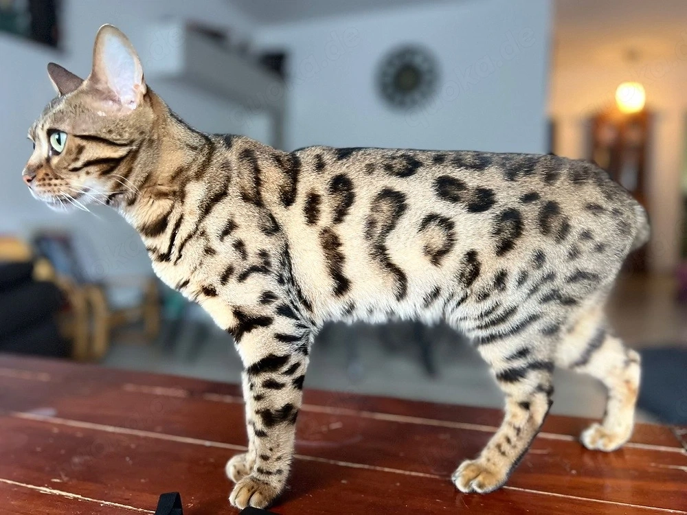 weibliche Bengalkatze 