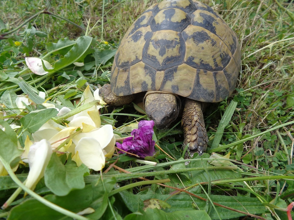 Griechische Landschildkröten, adulte Thb zu verkaufen