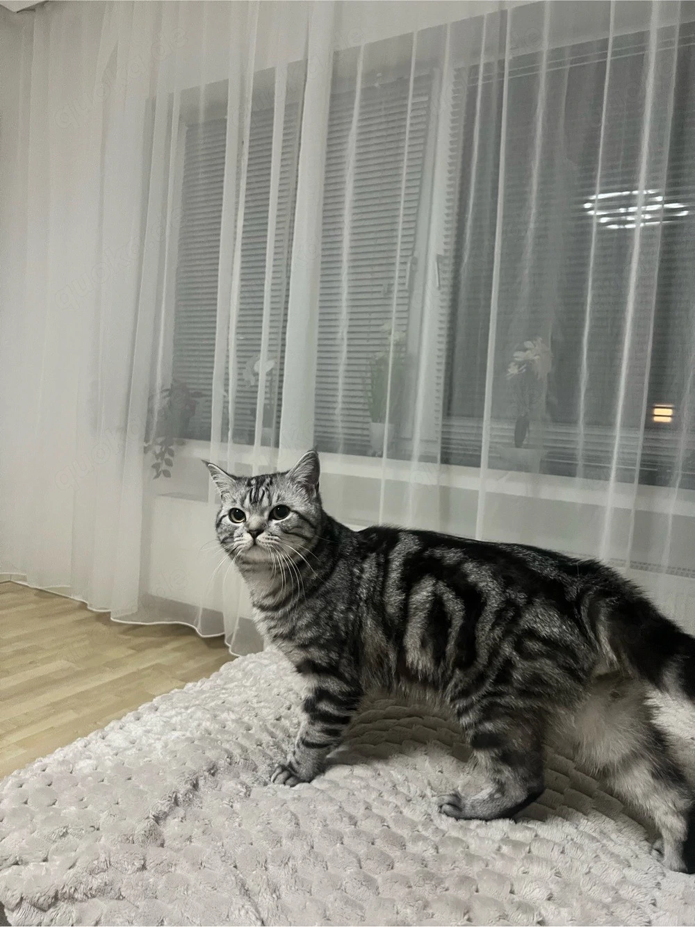 TOP BKH Silver Deckkater Tom   erfahren   sucht Katzendamen