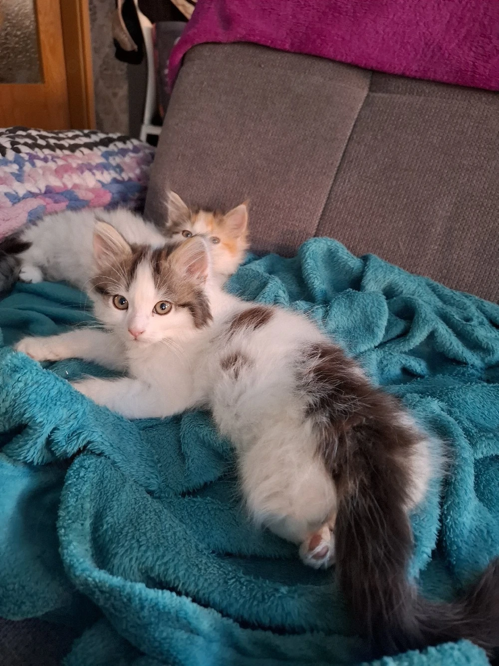Kitten Maine Coon   Britisch Langhaar 