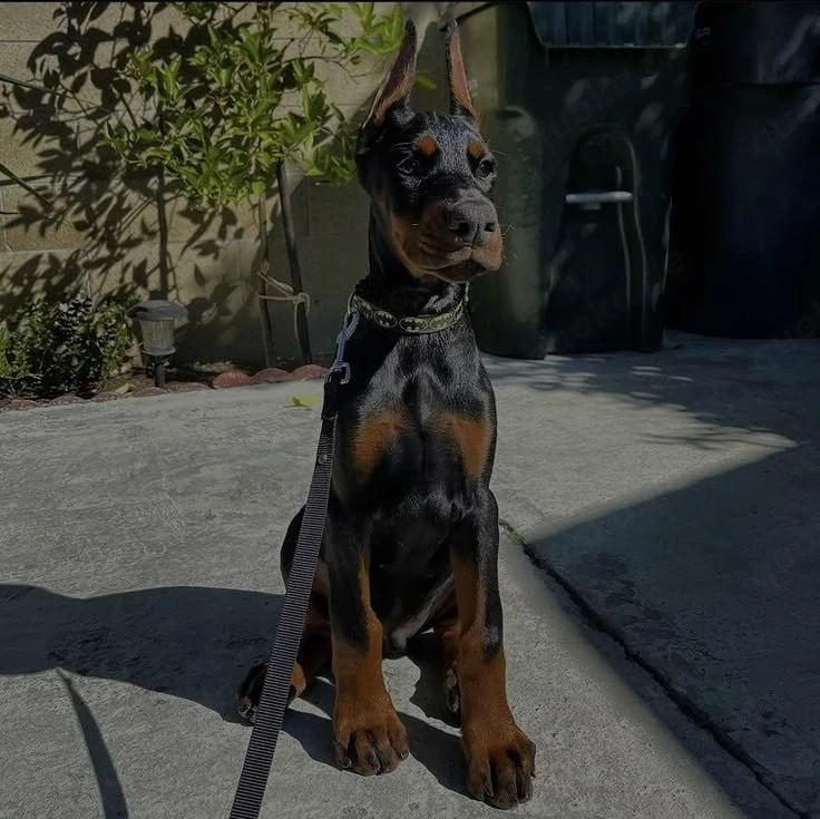 Dobermann Welpen zu verkaufen