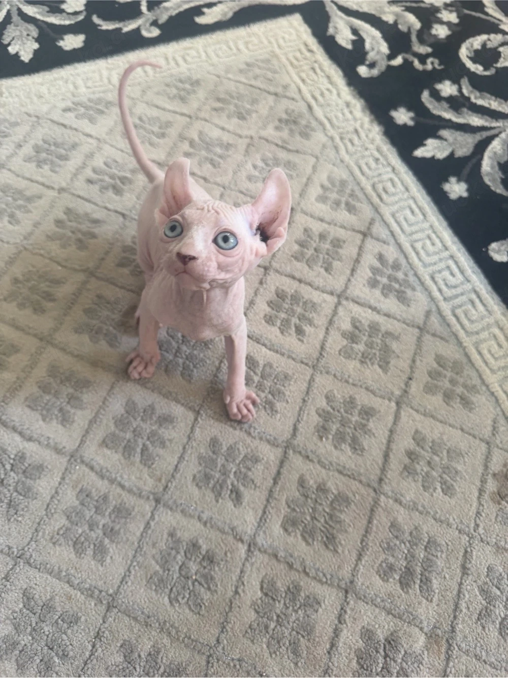 Sphynx Elf Baby Kitten