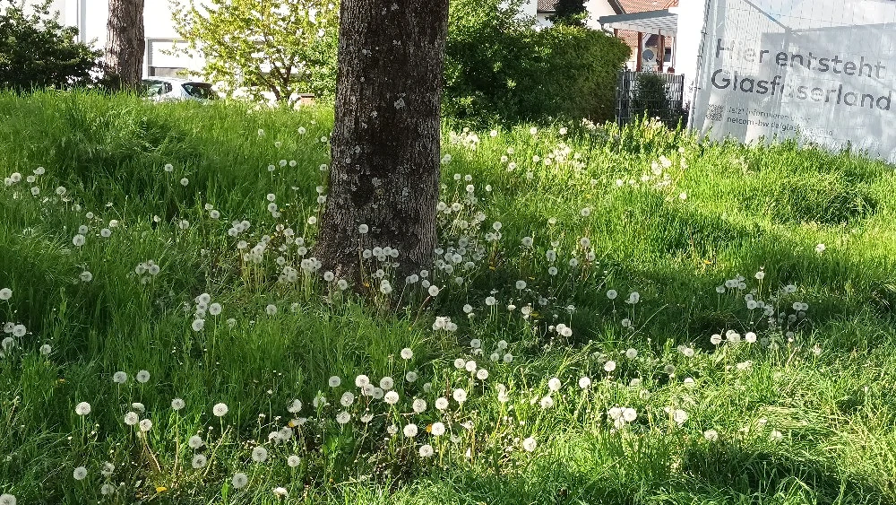Schrebergarten Sandhausen